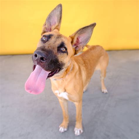 santa clarita animal shelters|Pets for Adoption at Dog Rescuer, in Santa Clarita, CA .